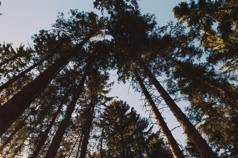 East Texas Pine Trees