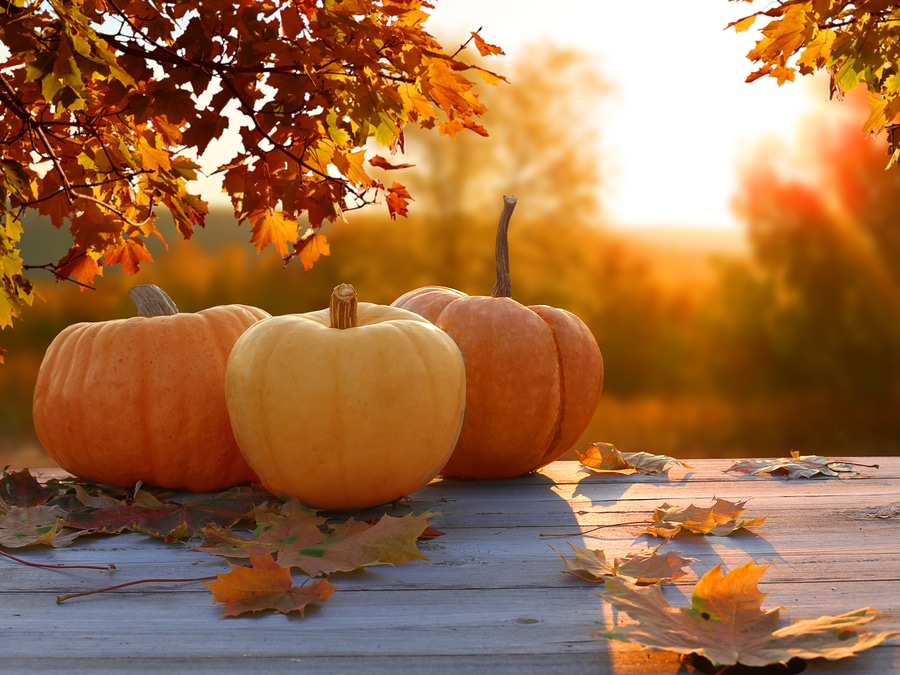 Autumn-Thanksgiving-Fall-Pumpkins-travel healthcare jobs Nov 19