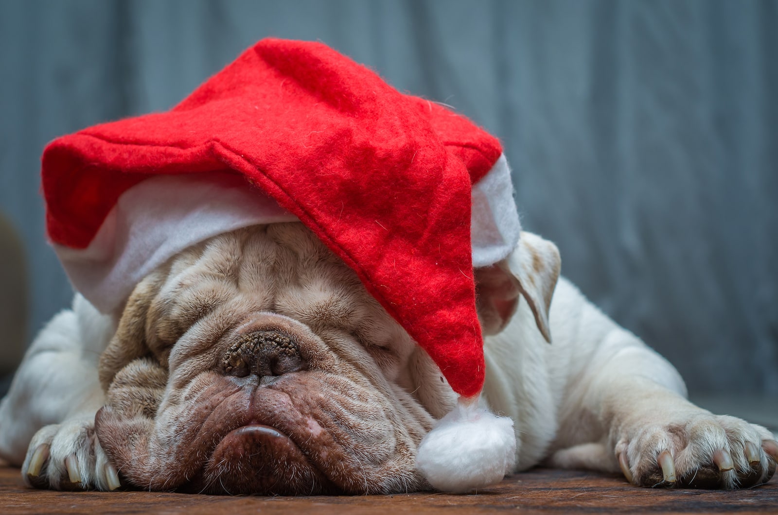 Christmas-english bulldog-travel nurse adventures