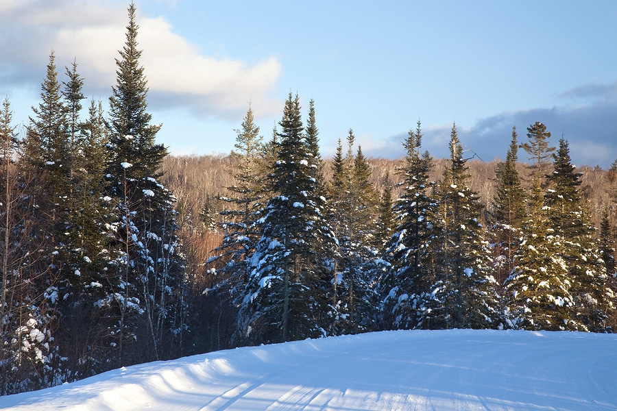 Pine trees-snow-White Mountains-New Hampshire-travel healthcare jobs dec 10