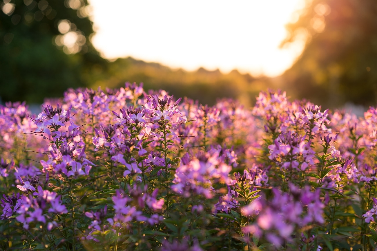 university-of-kentucky arboretum-chris abney-unsplash-travel healthcare jobs may 14