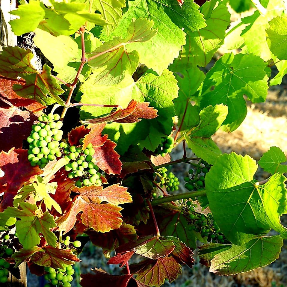 RN, May D., checking out the ripening grapes at the Carneros della Notte winery in California.
